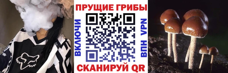 Галлюциногенные грибы мицелий  Судогда 